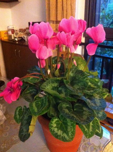 仙客来蔫巴了怎么补救,仙客来新叶萎蔫的原因