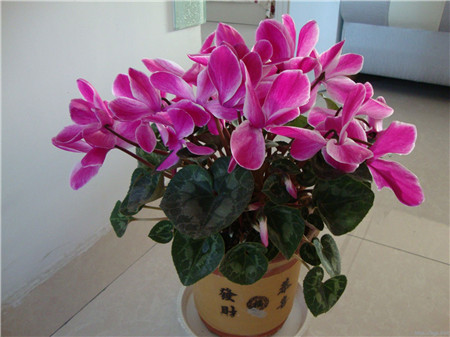 仙客来蔫巴了怎么补救,仙客来新叶萎蔫的原因