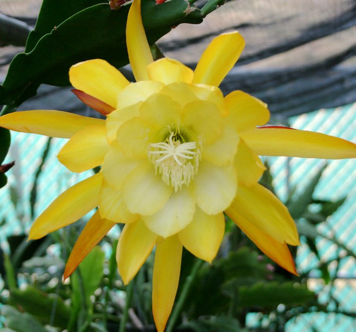 令箭荷花图片大全盆栽,令箭荷花盆栽图片大全