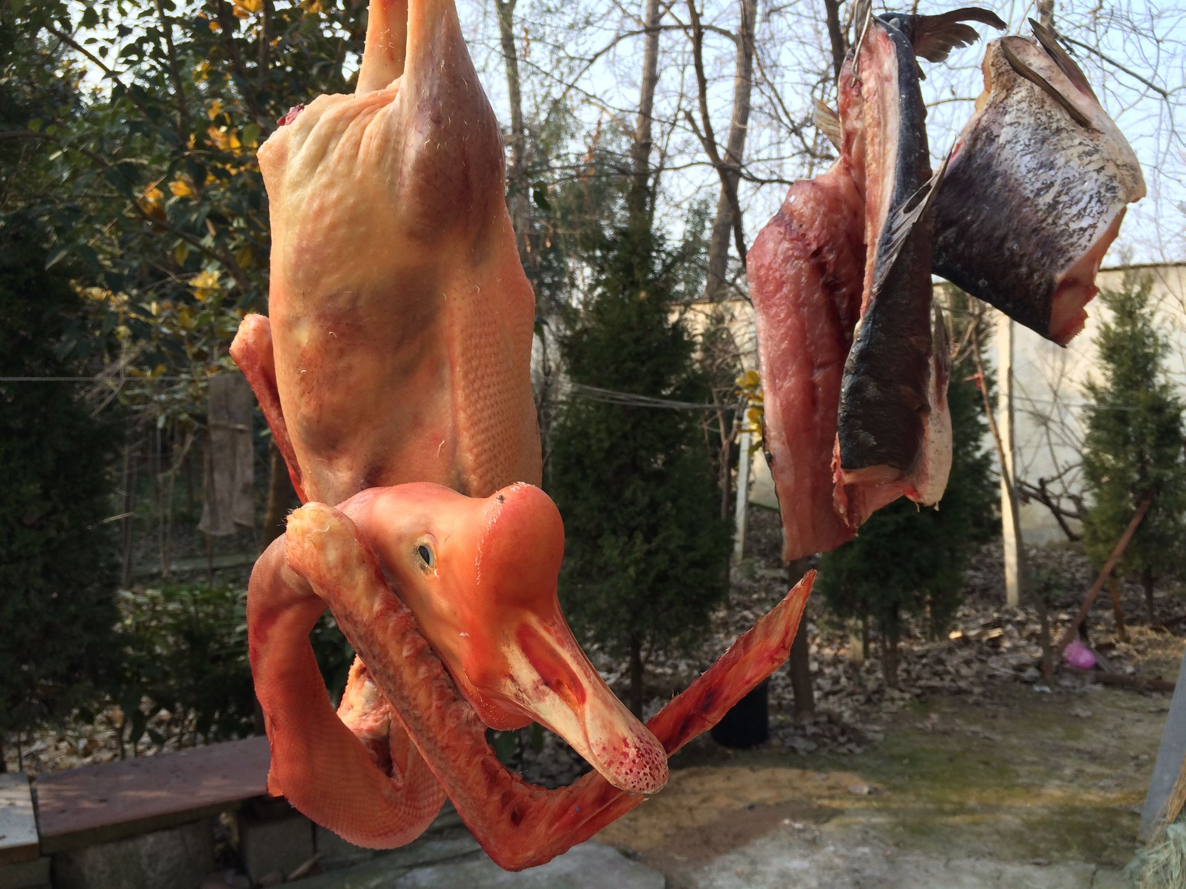 东北农村杀大鹅,农村里杀大鹅