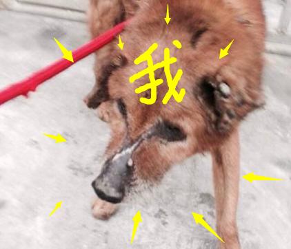 春节到了,没有住在原来的地方,我感觉我好像是个假的客家人