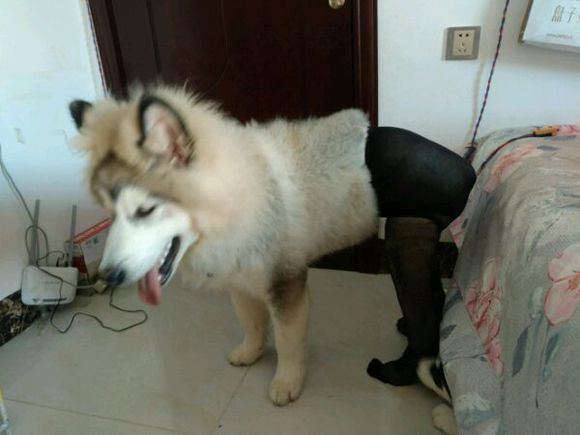 正宗哈士奇三把火,哈士奇三把火原版