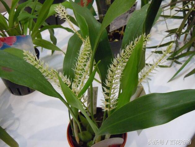 吸甲醛最好的植物哪种排名第一,新装修的房子养什么植物去甲醛