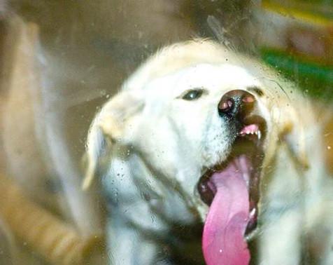 如果你家宠物靠近玻璃会怎么样？特别是哈士奇~