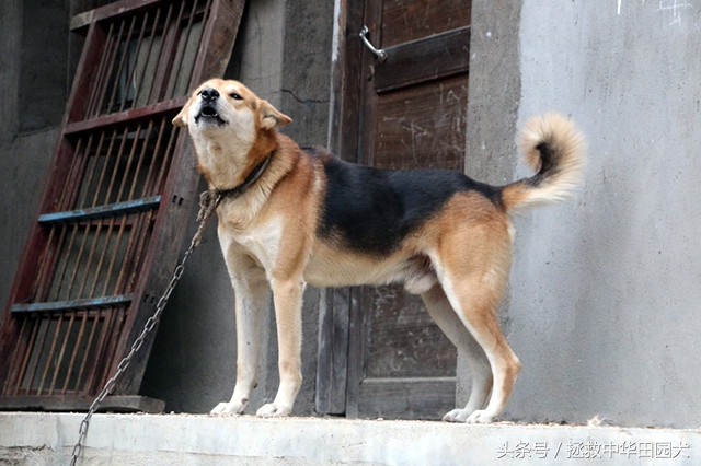 黄毛黑背黑嘴的土狗好不好,看家护院黑背土狗出售