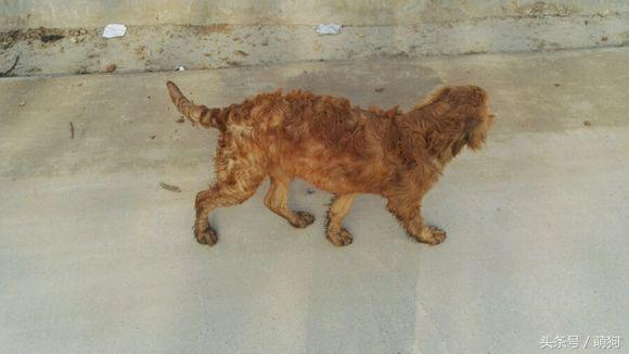 不同的金毛颜色,金毛各种造型