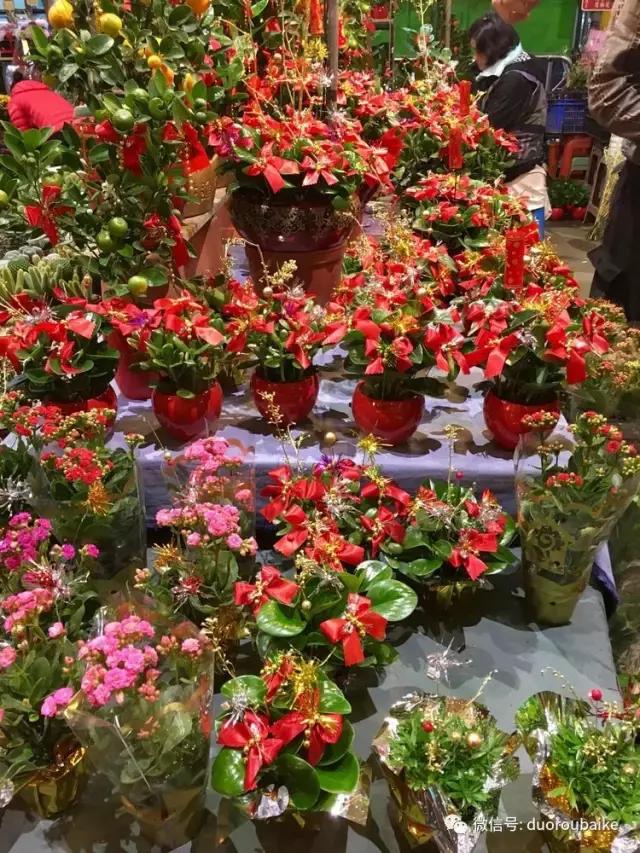 春节花市的鲜花,春节能看花的植物