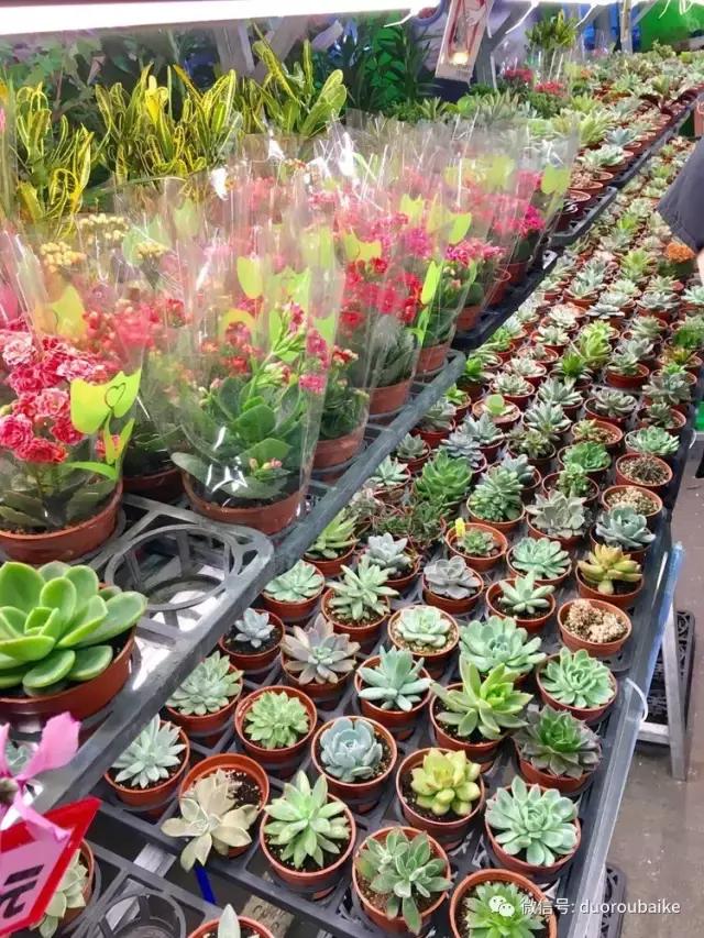 春节花市的鲜花,春节能看花的植物