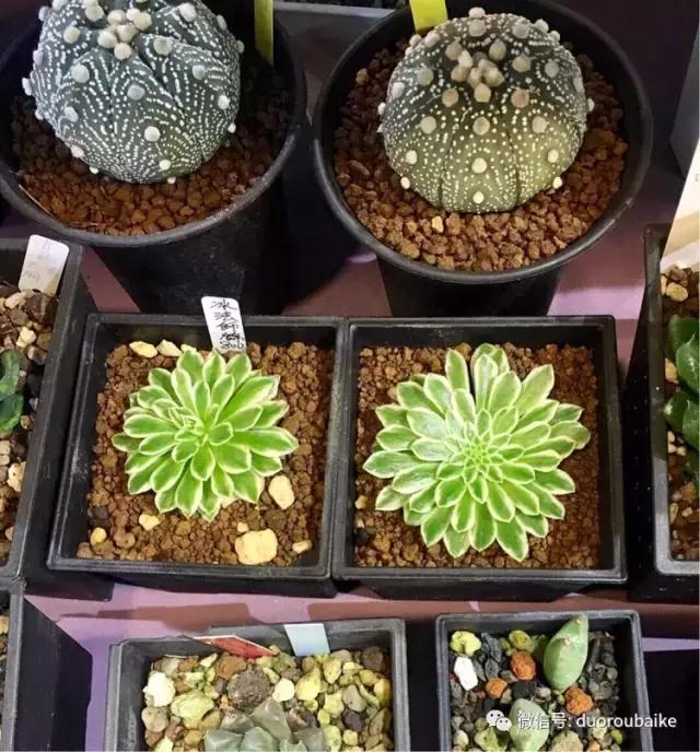 春节花市的鲜花,春节能看花的植物