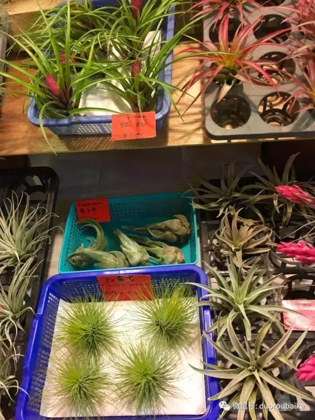 春节花市的鲜花,春节能看花的植物