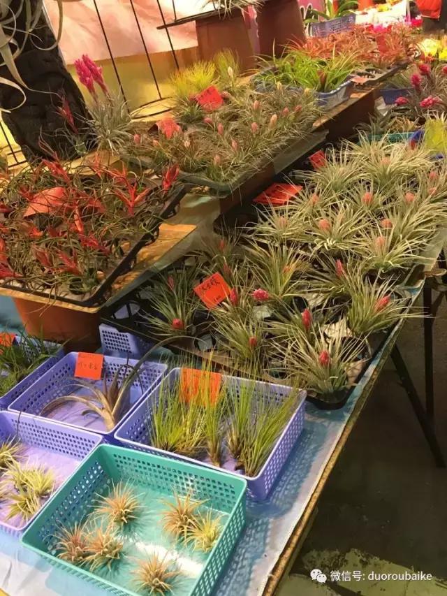 春节花市的鲜花,春节能看花的植物