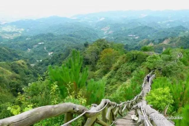 春节花市的鲜花,春节能看花的植物