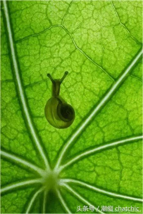 壁纸控喜欢的小清新,壁纸控原神篇