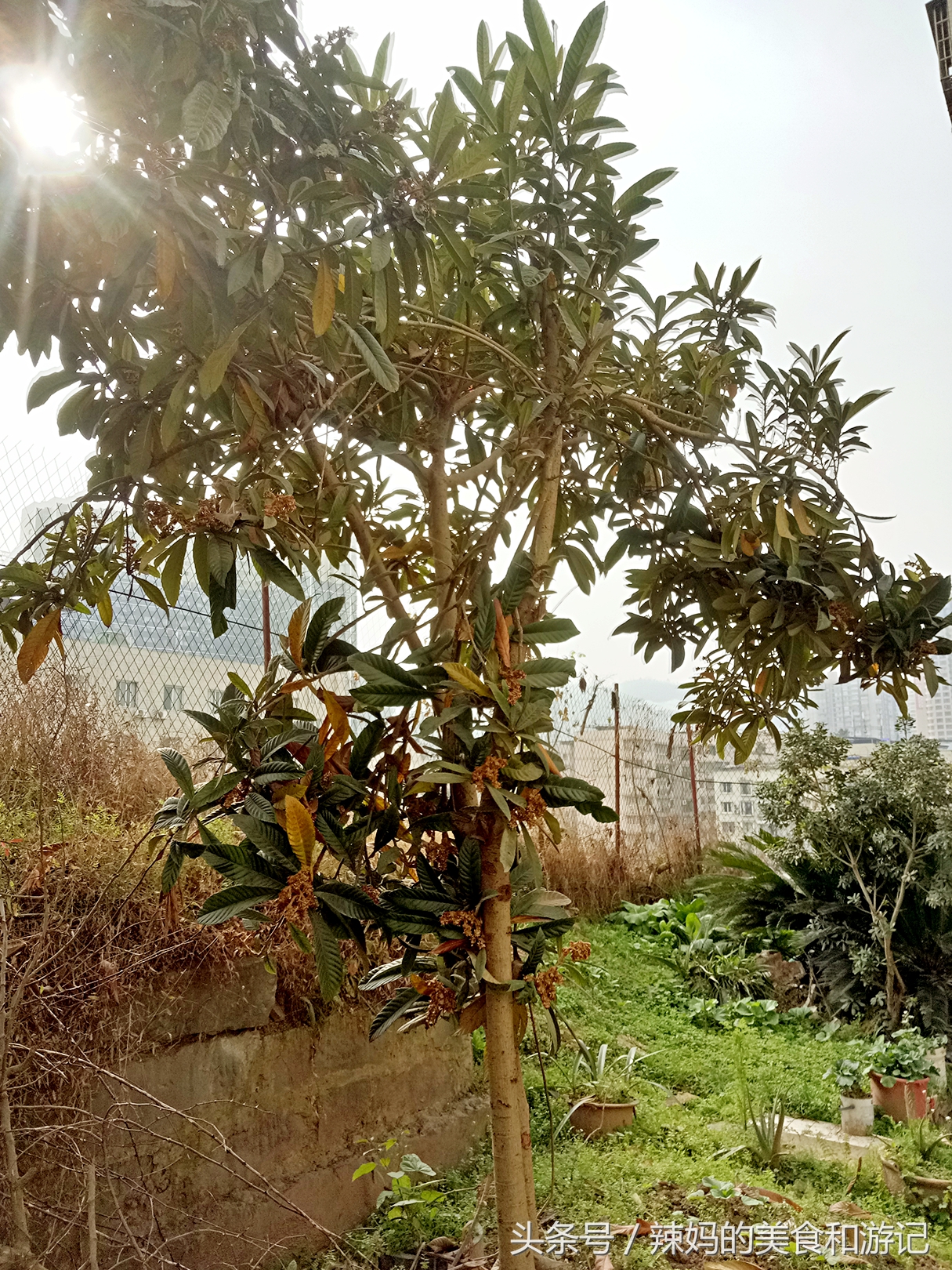 住一楼带花园的优缺点,住一楼带露台的房子真实感受