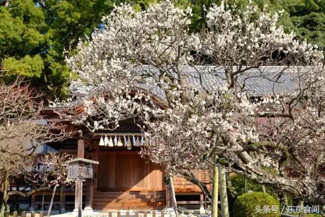 春节去日本赏樱花哪个岛最合适,冬季去日本怎样赏樱花