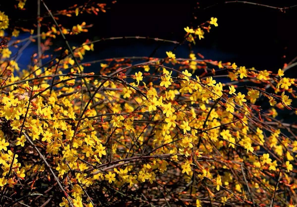 《本草》植物志之迎春花：大禹的眼泪化作的报春信使