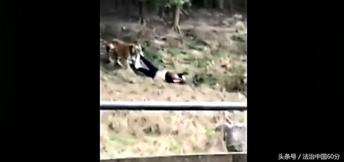 男子逃票误入虎园被老虎咬死,游客逃票误入虎园遭老虎围攻咬死