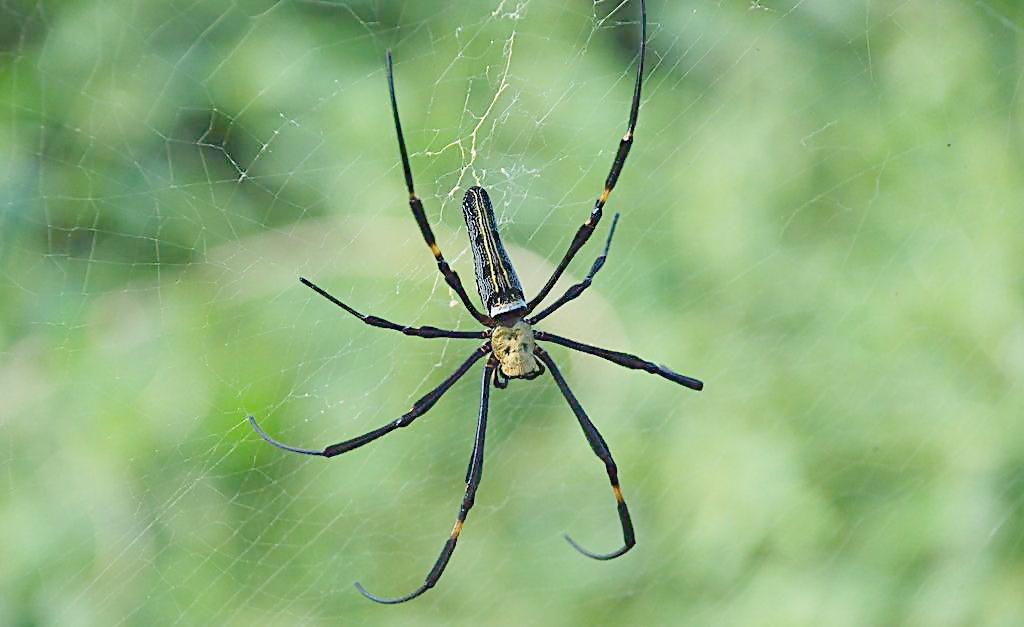 生意人梦到商机,梦到黑蜘蛛被吓醒