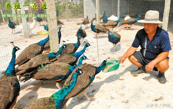 养孔雀养单好还是双好,养孔雀跟养牛
