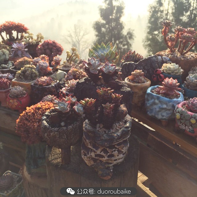 关于多肉植物的国画,多肉山水画