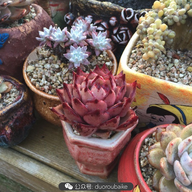 关于多肉植物的国画,多肉山水画