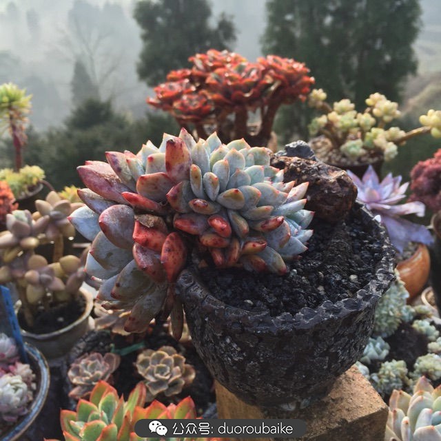 关于多肉植物的国画,多肉山水画