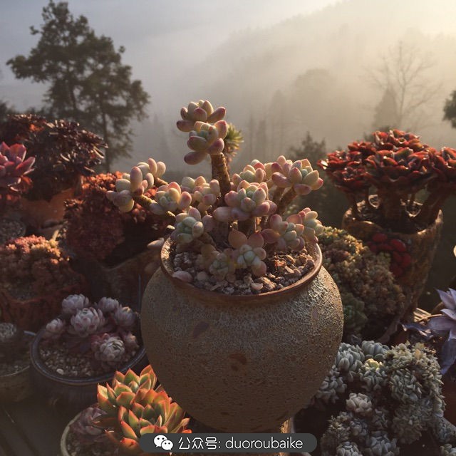 关于多肉植物的国画,多肉山水画