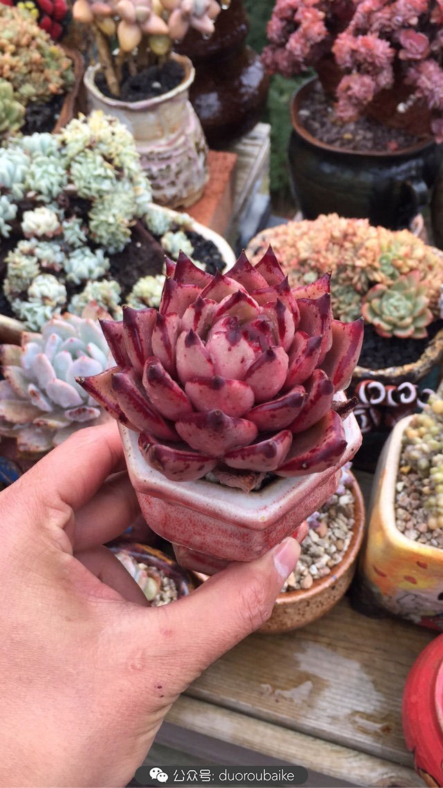 关于多肉植物的国画,多肉山水画