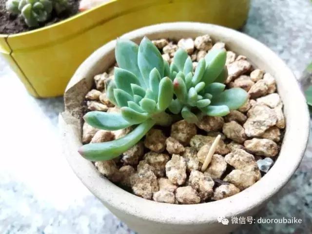 效果感人的多肉对比：终于等到你，还好我没放弃！