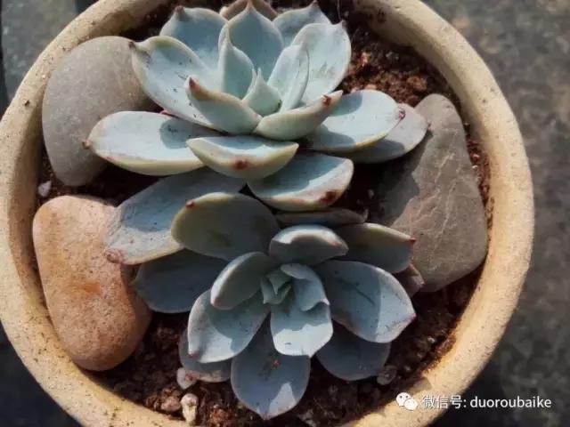 效果感人的多肉对比：终于等到你，还好我没放弃！