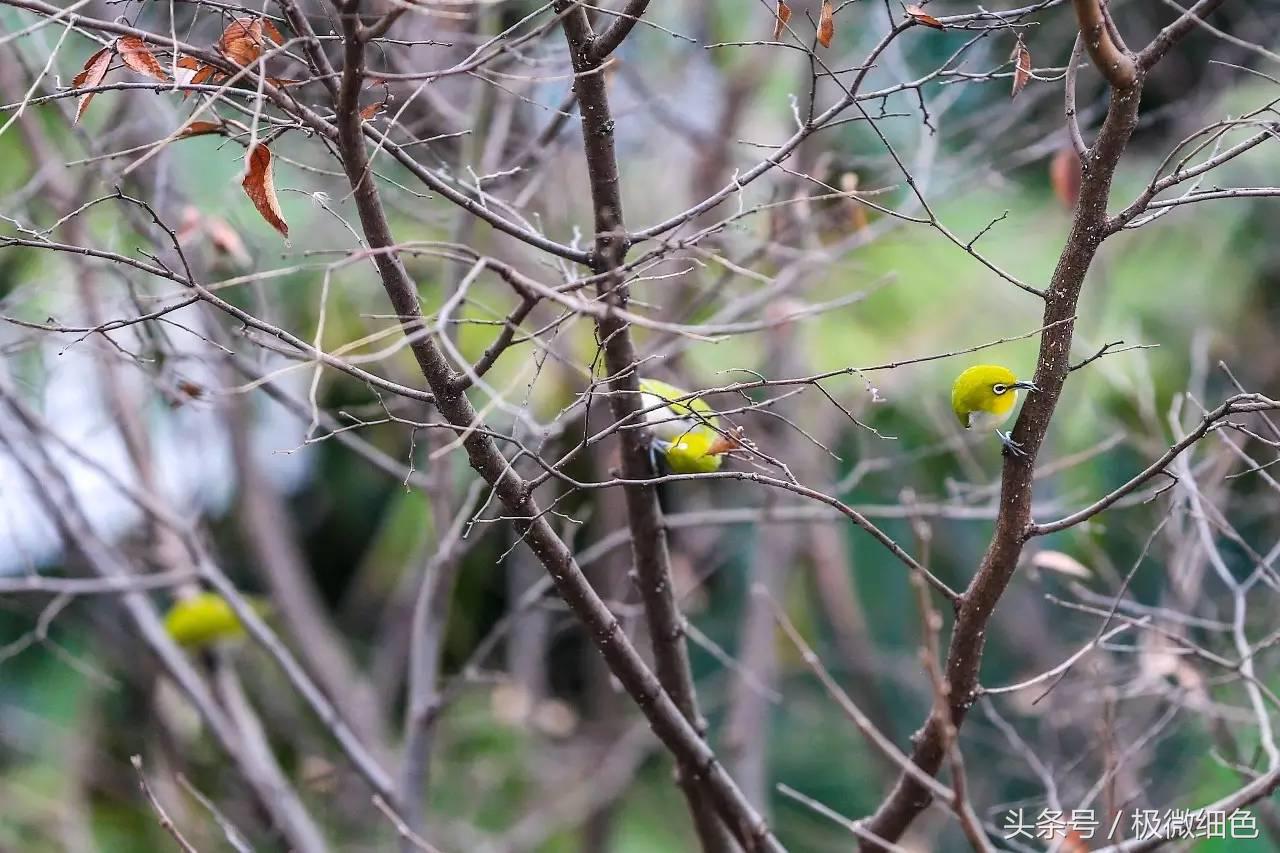 微信群发拜年祝福语怎么发,微信拜年群发