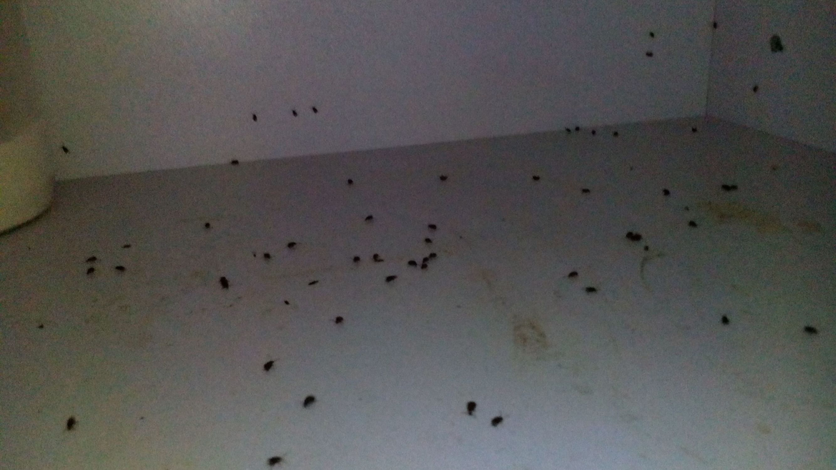 厨房橱柜很臭怎么处理,超级恶心的厨房