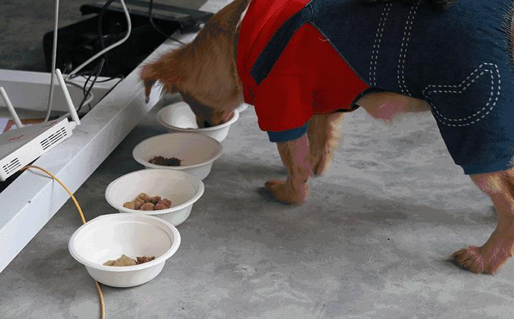 国外冻干粮,最好的冻干粮排名