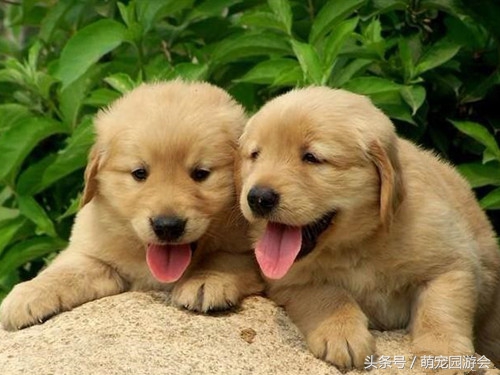 买到的小狗怎么处理,买小狗查出细小该怎么维权