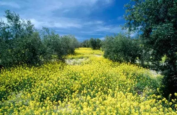 西班牙的橄榄油和瑞士橄榄油,西班牙进口橄榄油有哪些种类