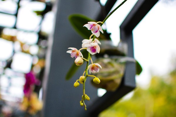 盆栽国色天香,国色天香立春