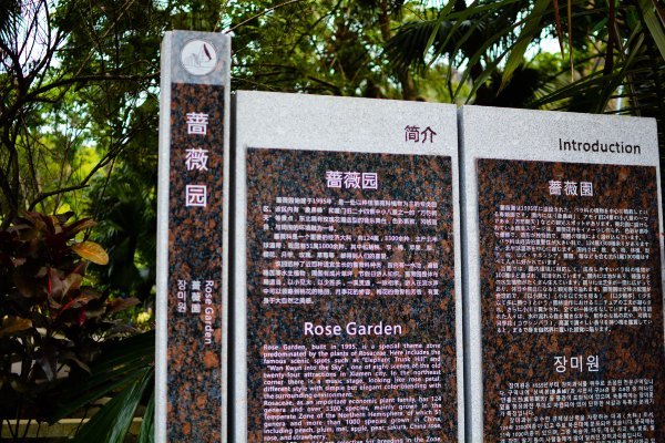 盆栽国色天香,国色天香立春