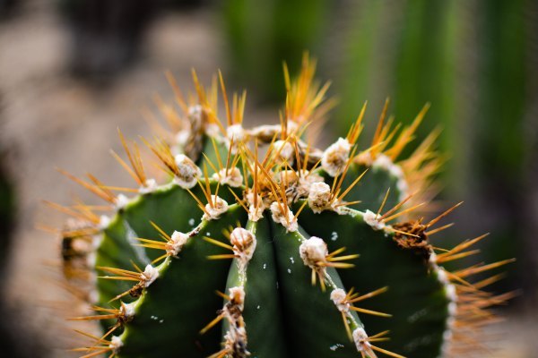 盆栽国色天香,国色天香立春