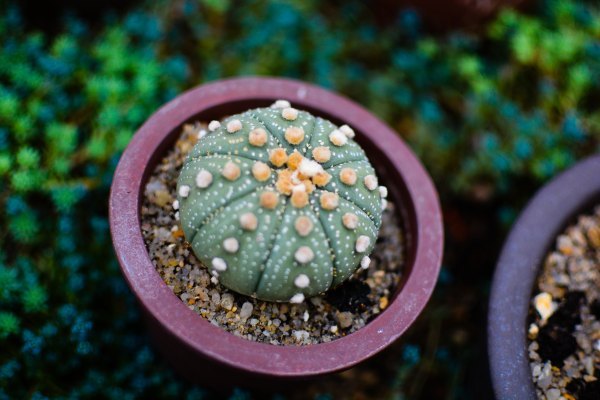 盆栽国色天香,国色天香立春