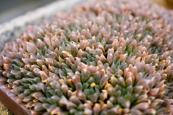 盆栽国色天香,国色天香立春