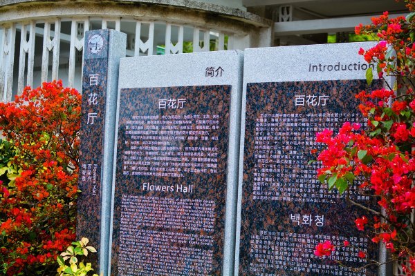 盆栽国色天香,国色天香立春