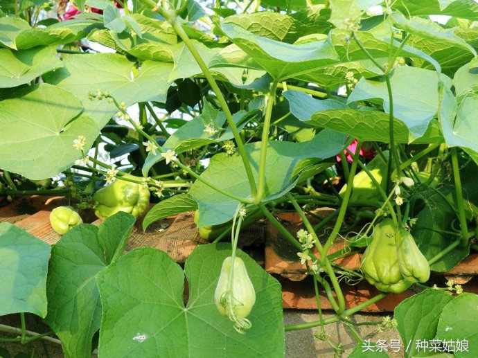 佛手瓜种植一次可以采收多年吗,佛手瓜北方冬季种植技术