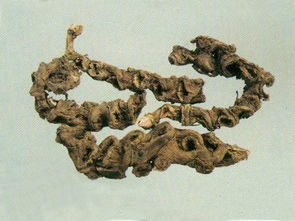 参有哪些种类各有啥不同,常见参的种类及图片