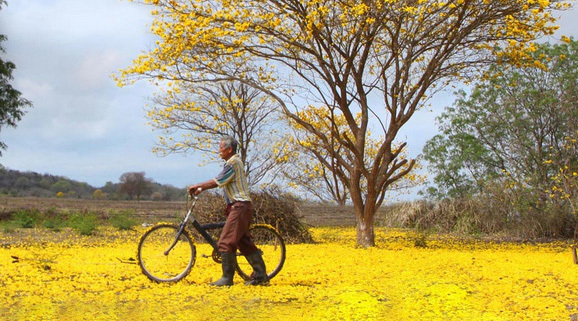 38个对中国免签的国家和地区,2022年7月份旅游值得去的免签国家