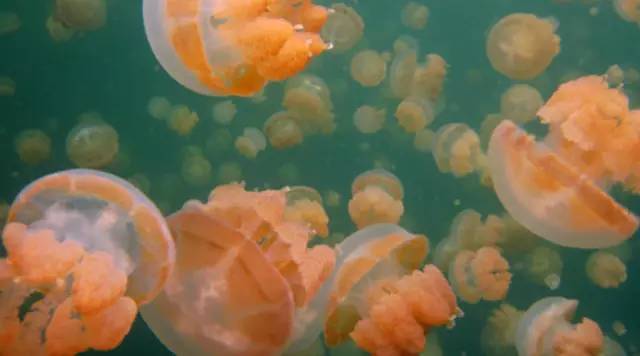 38个对中国免签的国家和地区,2022年7月份旅游值得去的免签国家