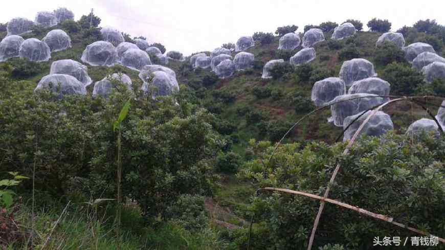 杨梅大树矮化高产技术,杨梅高产施什么肥料