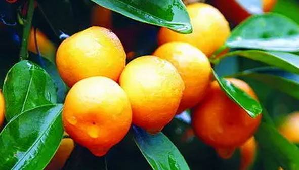 广州逛花市,在广州逛花街