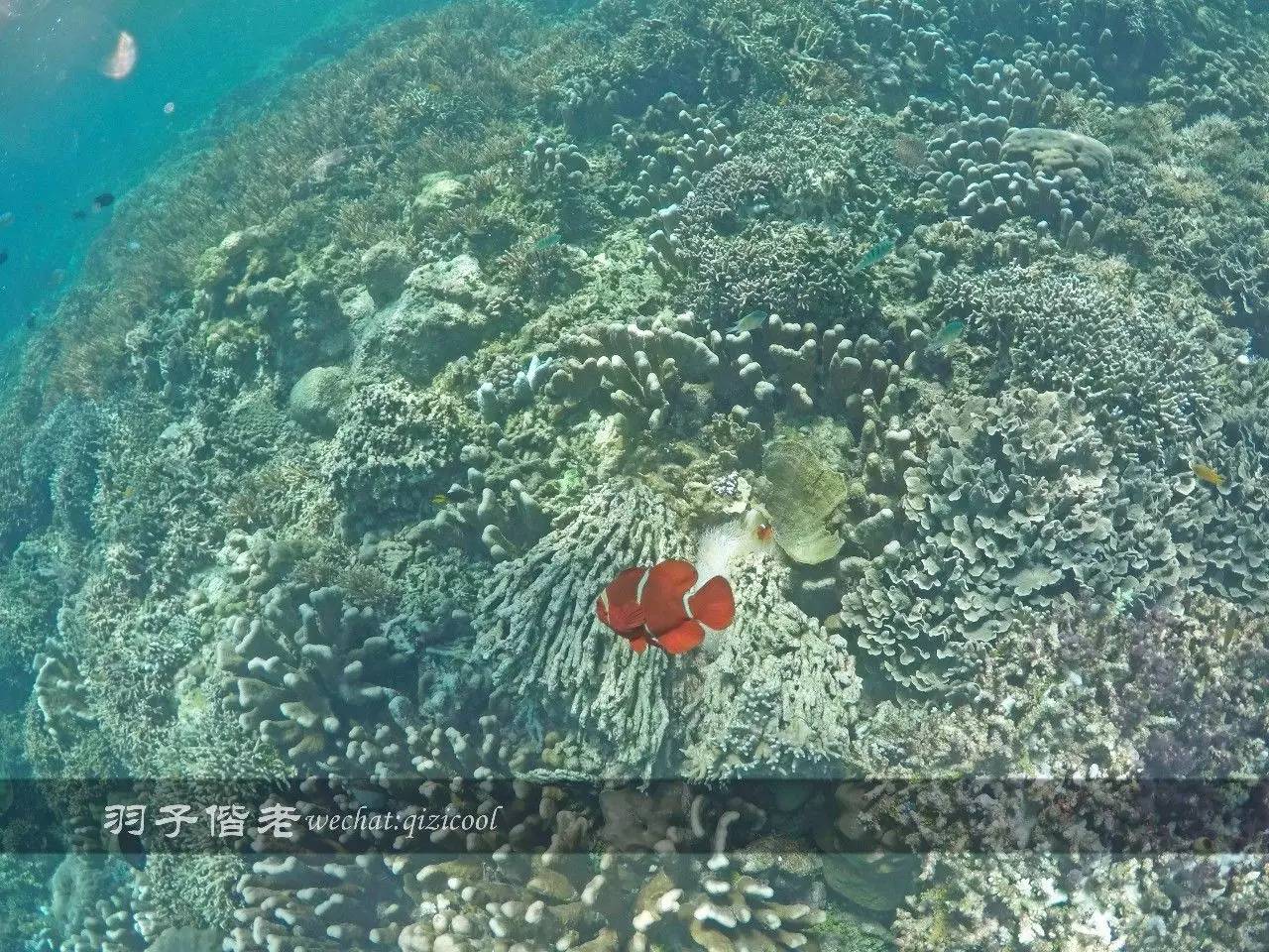 印尼美娜多旅游潜水攻略,印尼美娜多潜水圣地