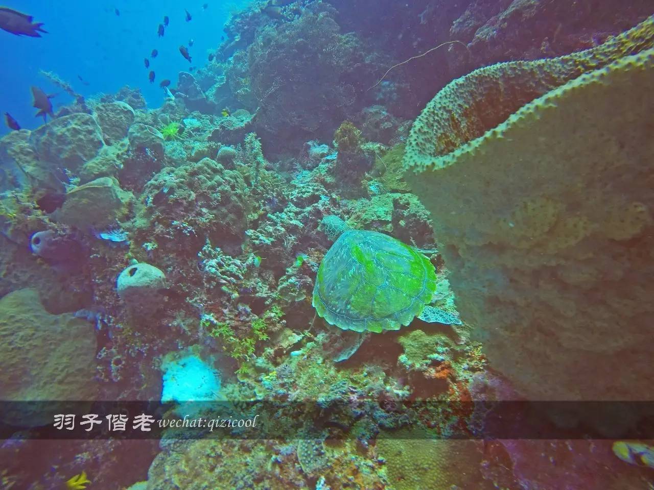 印尼美娜多旅游潜水攻略,印尼美娜多潜水圣地