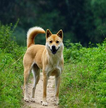 中国本土的田园犬土狗有几个品种,世界上最适合人养的狗中华田园犬